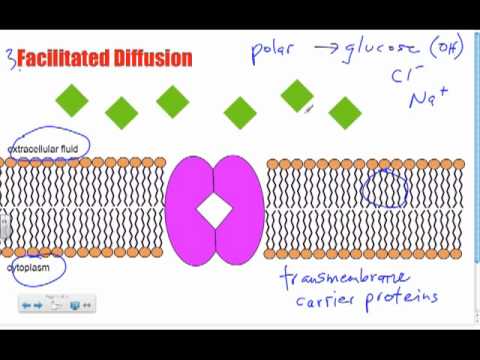 Bio B10 - Facilitated Diffusion: Passive Transport