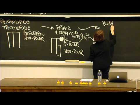 Macromolecules: Lipids, Carbohydrates, Nucleic Acid, Excerpt 1 | MIT 7.01SC Fundamentals of Biology