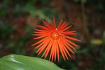 The Barberton Daisy. The British built a concentration camp here during the Boer War to house Boer women and children.