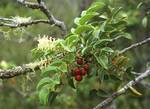 Gevuina avellana (Chilean hazel, avellano chileno in Spanish) is an evergreen tree of the family Proteaceae, up to 20 meters (65 feet) tall. It is native to southern Chile and adjacent valleys in Argentina. It is found from sea level to 700 meters (2300 feet) above sea level. Its distribution extends from 35° to 44° south latitude. The composite leaves are bright green and toothed, and the tree is in flower between July and November. The flowers are very small and beige to whitish, are bisexual