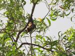 A bat on the tree - mammal - nature