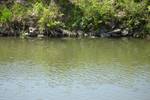 A muskrat moves through the waters of the Kishwaukee River. Muskrat are one of many mammals to be found in and around the river.