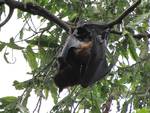 A bat on the tree - mammal - animal - pollinator