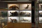 Taxidermied mammals in the Zoological Museum of the University of Oulu.