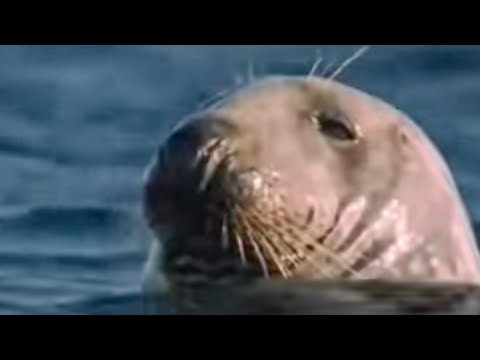 How marine mammals survive underwater life - BBC wildlife