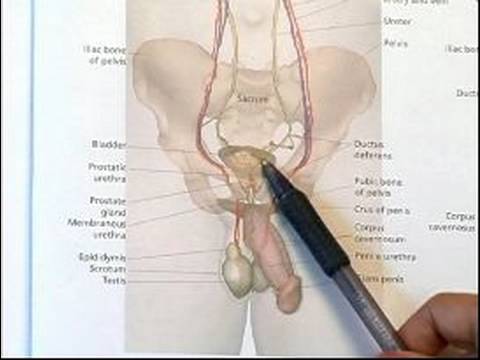 How to Detect Prostate Problems : Anatomy of the Prostate