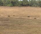 India witnessing drought situation as a result of weak monsoon this year.