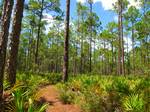 Pinus elliottii forest, Buck Island Pond Nature Trail, Trailwalker Trail, Goethe State Forest, Levy County, Florida