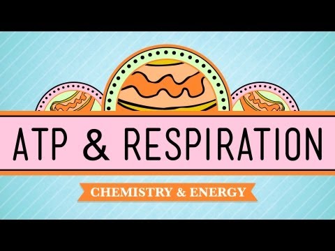 ATP & Respiration: Biology #7