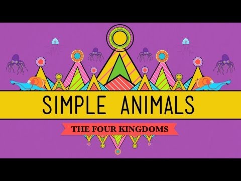 Simple Animals: Sponges, Jellies, & Octopuses - CrashCourse Biology #22