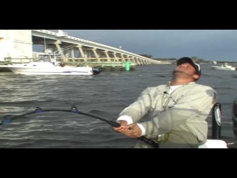 500 pound Goliath Sea Bass Grouper! Fish