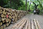 Pinus sylvestris prepared for transport, Hungary