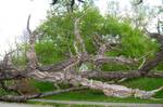 Liquidambar styraciflua, Arnold Arboretum in Jamaica Plain, Boston, Massachusetts, USA.