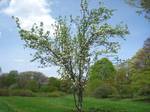 Malus prunifolia 'fastigiata', Arnold Arboretum, Jamaica Plain in Boston, Massachusetts, USA.