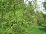 Larix sibirica, Arnold Arboretum in Jamaica Plain, Boston, Massachusetts, USA.