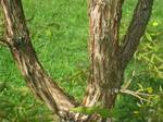 Acer triflorum, Arnold Arboretum in Jamaica Plain, Boston, Massachusetts, USA.