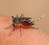 Aedes aegypti mosquito feeding in Dar es Salaam, Tanzania