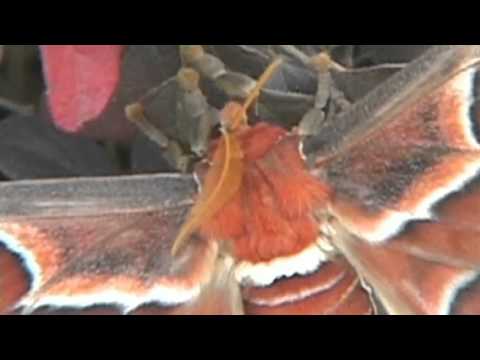 GIANT MOTH: Huge insect found in China