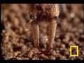 Antlion Death Trap