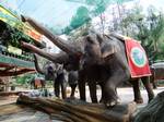 Sumatran Elephant, Elephas maximus sumatranus, Safari Park, Cisarua, West Java, Indonesia