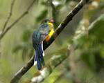 The Javan Trogon found in the national park, is an endangered species endemic to West Java