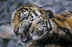 In this Feb. 22, 2010 file photo, tigers recently confiscated from the residence of an Indonesian businessman sit inside a cage at Animal Rescue Center run by Indonesian Forestry Ministry and Animal Sanctuary Trust Indonesia (ASTI) in Bogor, West Java, Indonesia. Conservationists must protect tiger populations in a few concentrated breeding grounds in Asia instead of trying to safeguard vast, surrounding landscapes, if they want to save the big cats from extinction, scientists said Tuesday, Sept