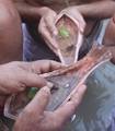 Devotee performs traditional ritual 'Tarpan' at the river of Ganga on the occasion of Sarva Pitri Amavasya to mark the end of Pitrupaksha in Kolkata on 15 October 2012. Pitru Paksha Shradh, or Pitr Paksh Shraddh, is the annual rites and rituals offered to ancestors, relatives and dead parents in the month of Ashwin in North India