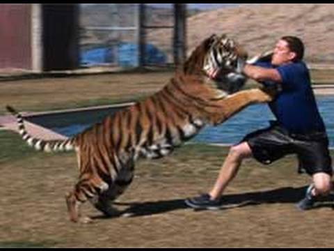 Tigers in Action at Out of Africa Wildlife Park (Tiger Splash Part 2)