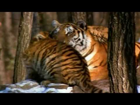 In The Shadow Of The Siberian Tiger - Part 1 of 5