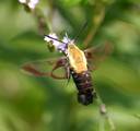 Day-flying sphinx moth nectaring on Brazilian vervain