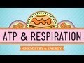 ATP & Respiration: Biology #7