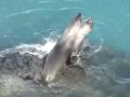 Fur seals in the breeding season