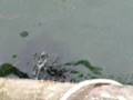 Seals being fed near Wet Dog Cafe, Astoria, OR