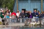 Penguin World at feeding time. These climate-controlled exhibits are home to sand cats, addax, dorcas gazelles, desert locusts and spiny mice.