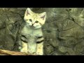 Sand Cat Kittens-Cincinnati Zoo