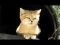 Meet Canyon the SAND CAT!