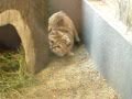 Sand Cat ATTACK!