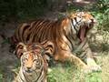 Liger + Tiger + Lion = BIG CAT RESCUE!