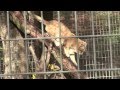 Sand Cat Climbing Skills!