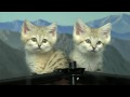 Cute Sand Cat Kittens-Cincinnati Zoo