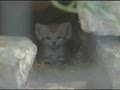 Cute cats: Rare sand kittens born in Tel Aviv