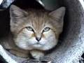 SAND CAT: Species Spotlight- Big Cat TV