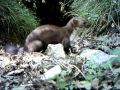 Beech Marten / Faina / Kuna belica - Karst - Trieste, 2011