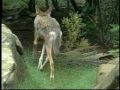 NC Zoo and the Red Wolf Reintroduction Program