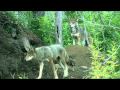 Red Wolf Pups and Parents at Play