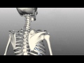 Scapula and Clavicle - Shoulder Girdle - Anatomy Tutorial