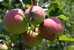 Apples on trees in an orchard near the banks of Famous Dal Lake in Srinagar, India, on 02, July 2012. Despite of recent hailstorm and cold weather conditions that prevailed in the Kashmir valley for quite some time in the month of June.