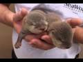 Baby Otters Sea World Orlando 2009