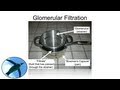 The Nephron: Glomerular Filtration