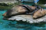 California sea lions sleeping at their spot.The zoo is home to more than 2600 individuals representing over 460 species.